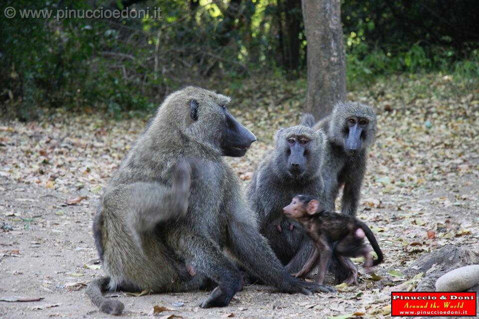 Ethiopia - Mago National Park - Baboons - 13.jpg
